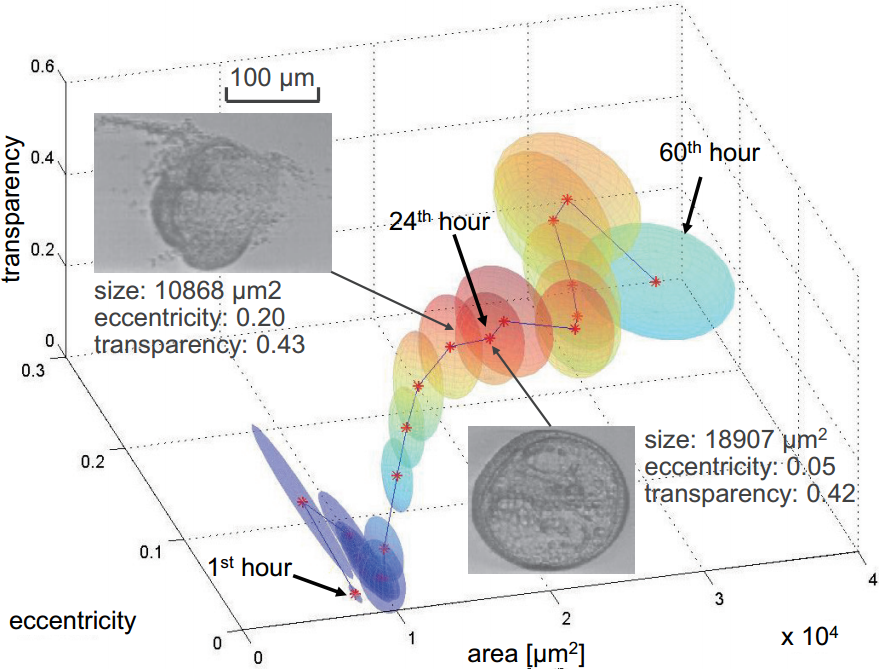 3D development path of sea urchin embryo from 1 to 60 h after fertilization